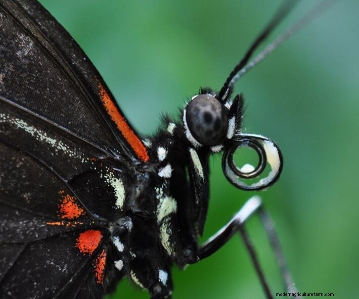 How to Attract Butterflies to Your Garden