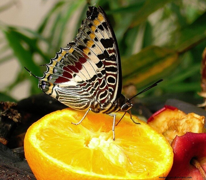 How to Attract Butterflies to Your Garden