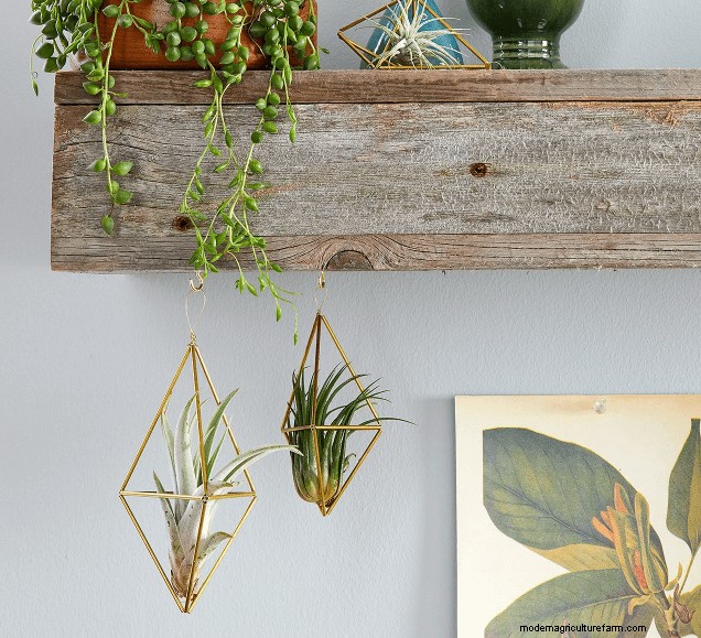 20+ DIY Indoor Hanging Planters to Refresh Your Home