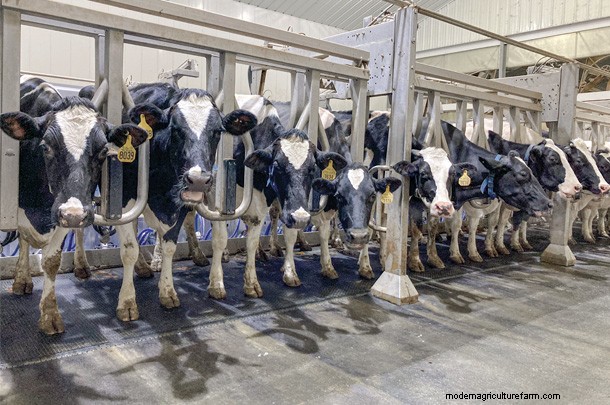 Milking equipment changes that made an impact on throughput