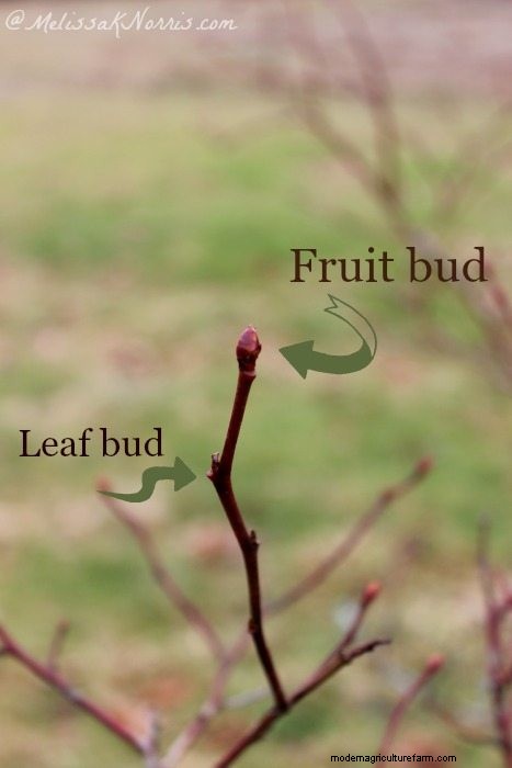 Pruning Blueberry Bushes & Blueberry Bush Care
