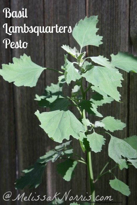 Pioneering Today-Basil Lambsquarters Pesto