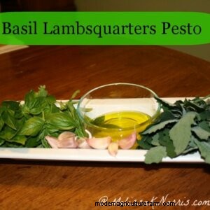Pioneering Today-Basil Lambsquarters Pesto