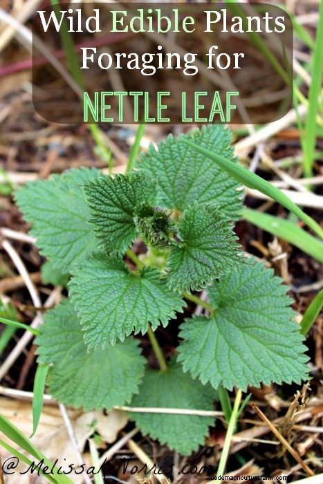 How to Make Nettle Leaf Tea