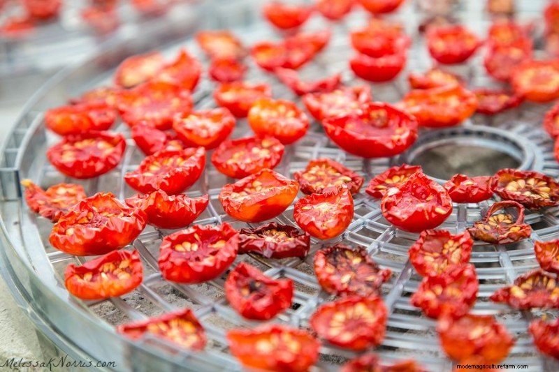 5 Reasons Dehydrated Food is a Preparedness Must & 5 Tips for Dehydrating at Home