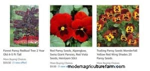 Red Pansies (Pictures, Gardening Tips, and Shopping Links)