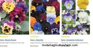 Red Pansies (Pictures, Gardening Tips, and Shopping Links)