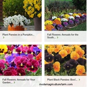 Red Pansies (Pictures, Gardening Tips, and Shopping Links)