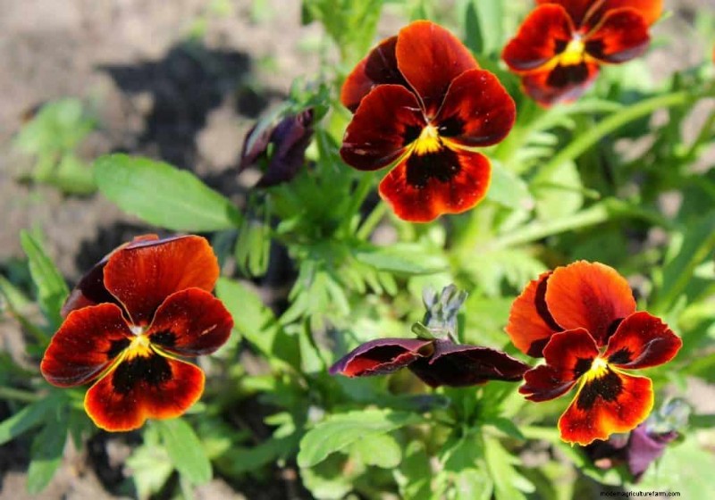 Red Pansies (Pictures, Gardening Tips, and Shopping Links)