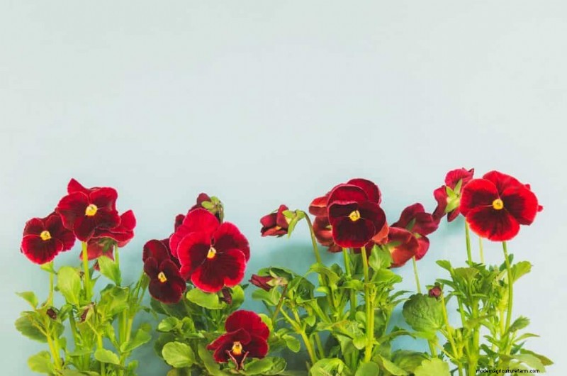 Red Pansies (Pictures, Gardening Tips, and Shopping Links)