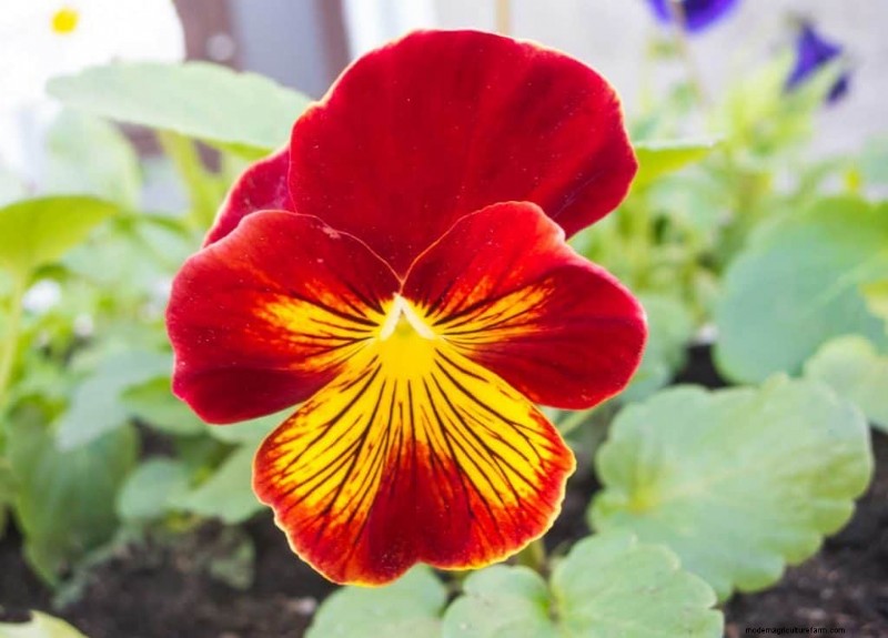 Red Pansies (Pictures, Gardening Tips, and Shopping Links)