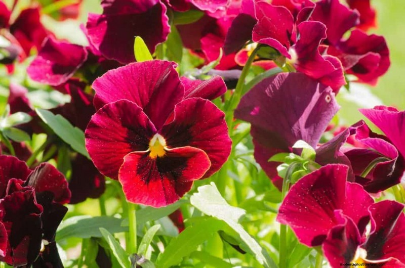 Red Pansies (Pictures, Gardening Tips, and Shopping Links)