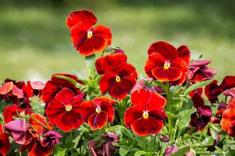 Red Pansies (Pictures, Gardening Tips, and Shopping Links)