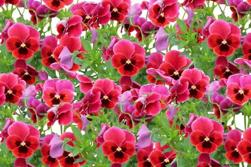 Red Pansies (Pictures, Gardening Tips, and Shopping Links)