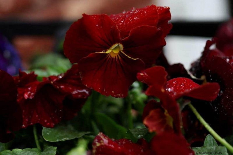 Red Pansies (Pictures, Gardening Tips, and Shopping Links)