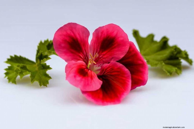 Red Pansies (Pictures, Gardening Tips, and Shopping Links)