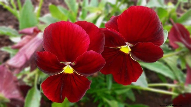 Red Pansies (Pictures, Gardening Tips, and Shopping Links)