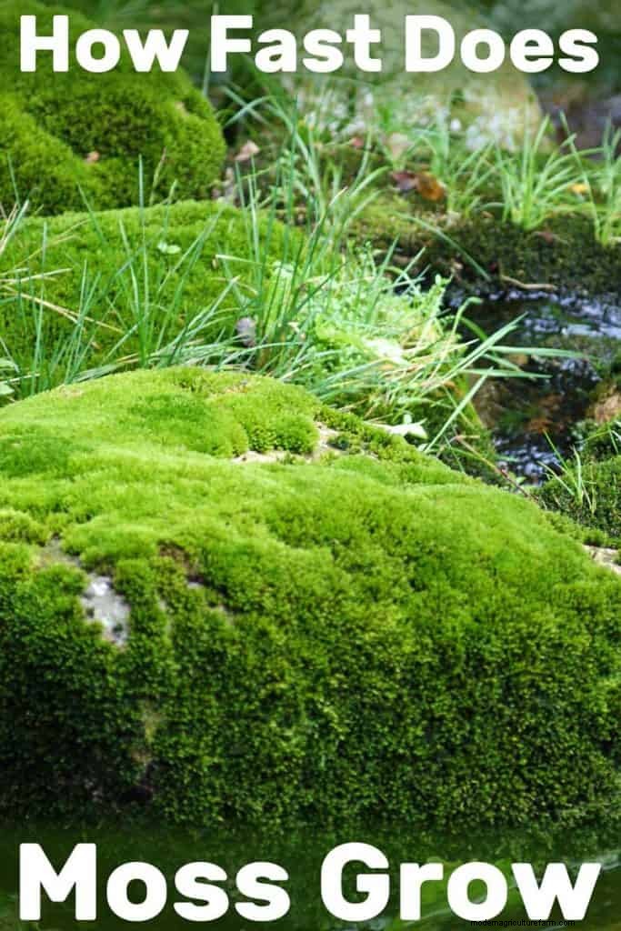 How Fast Does Moss Grow?