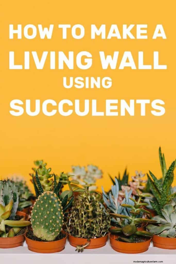 How To Make A Living Wall Using Succulents