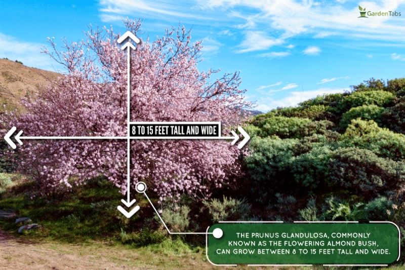 How Big Does A Flowering Almond Bush Get?