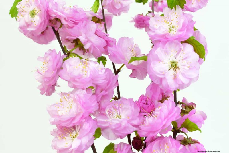 How Big Does A Flowering Almond Bush Get?