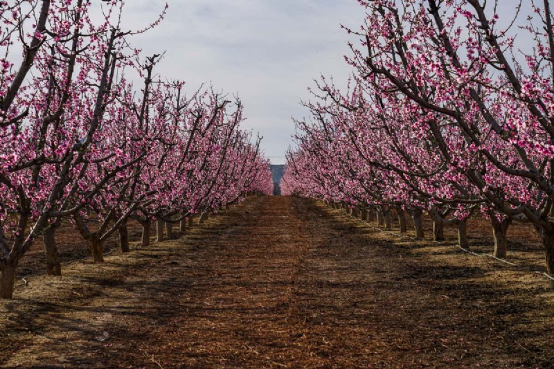 How Big Does A Flowering Almond Bush Get?