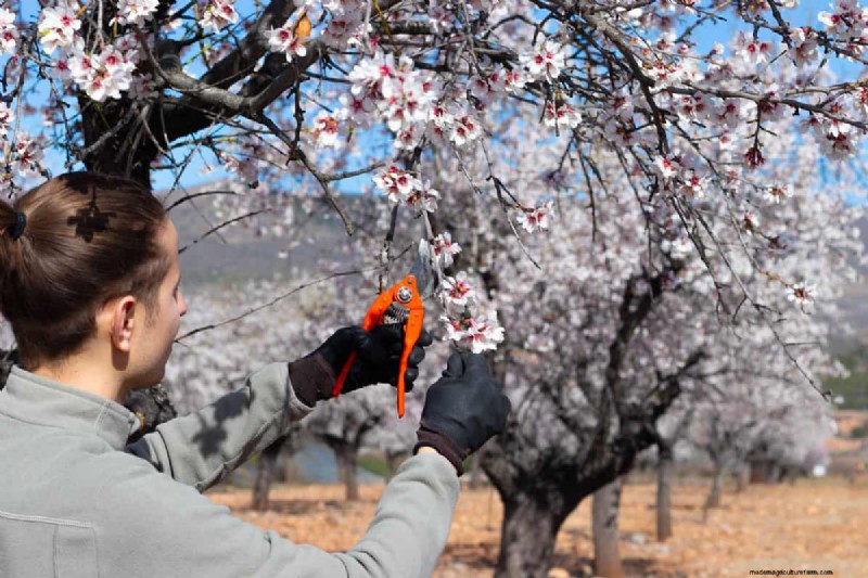 How Big Does A Flowering Almond Bush Get?