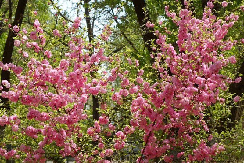 How Big Does A Flowering Almond Bush Get?