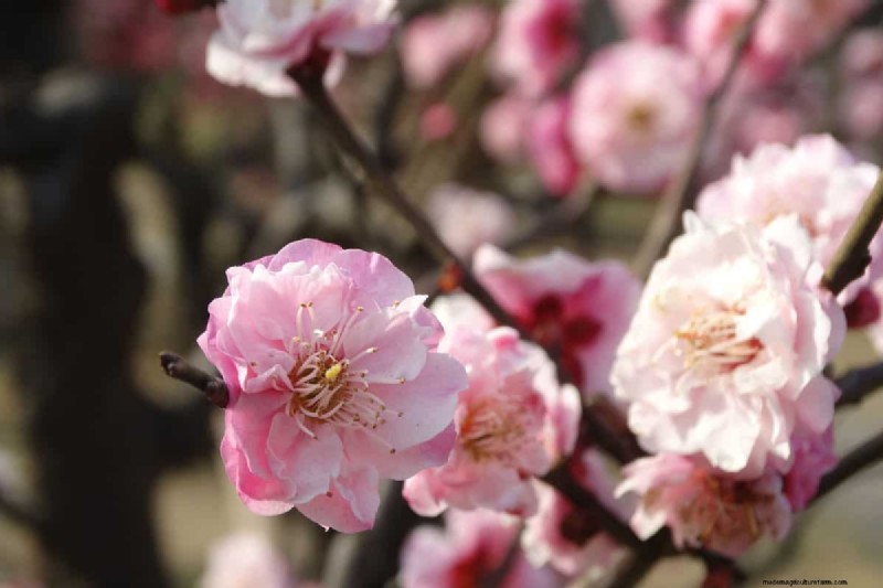 How Big Does A Flowering Almond Bush Get?