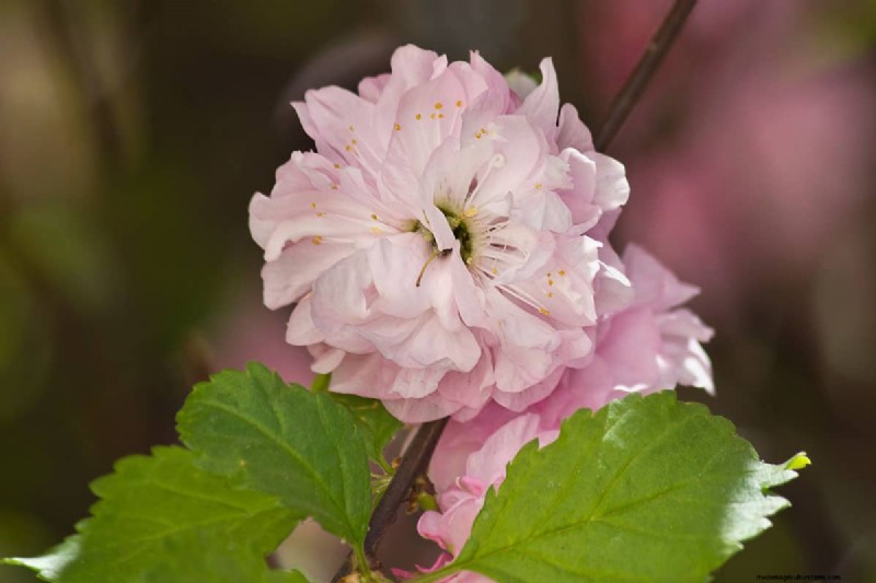How Big Does A Flowering Almond Bush Get?