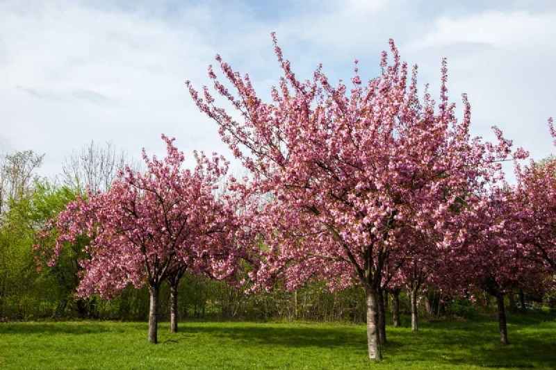How Big Does A Flowering Almond Bush Get?