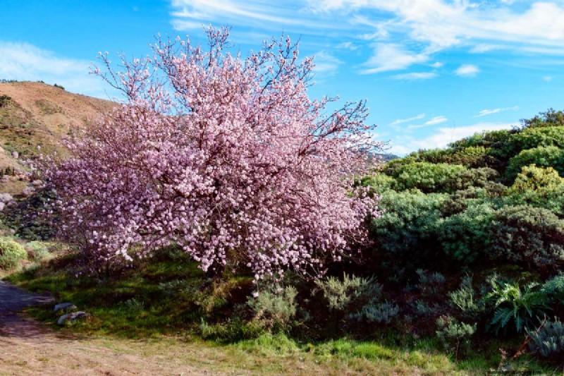 How Big Does A Flowering Almond Bush Get?