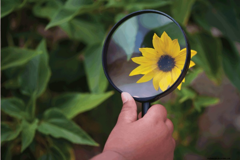 How To Tell If A Plant Is A Cultivar