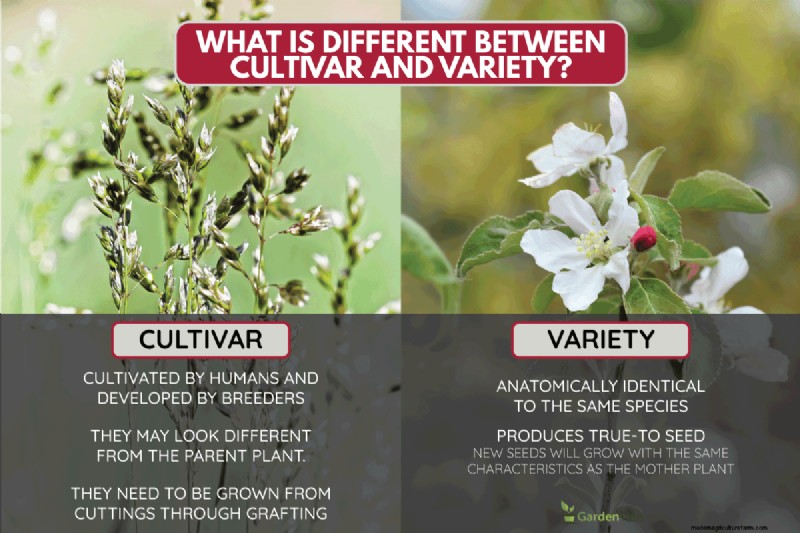 How To Tell If A Plant Is A Cultivar