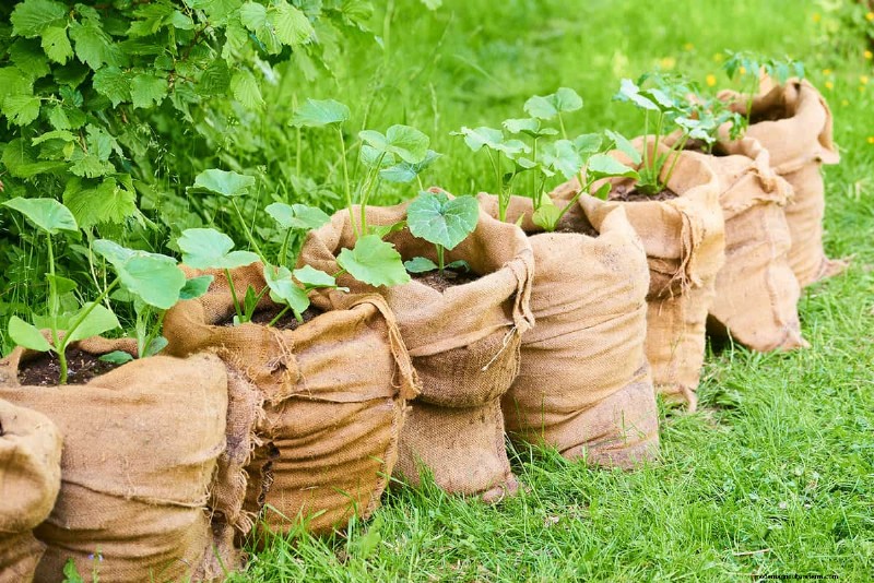 Grow Bags Vs Raised Beds: Which Is Better?