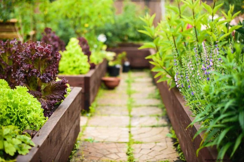 Grow Bags Vs Raised Beds: Which Is Better?