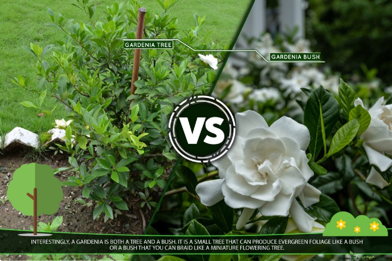Gardenia Tree Vs. Bush: What Is The Difference?