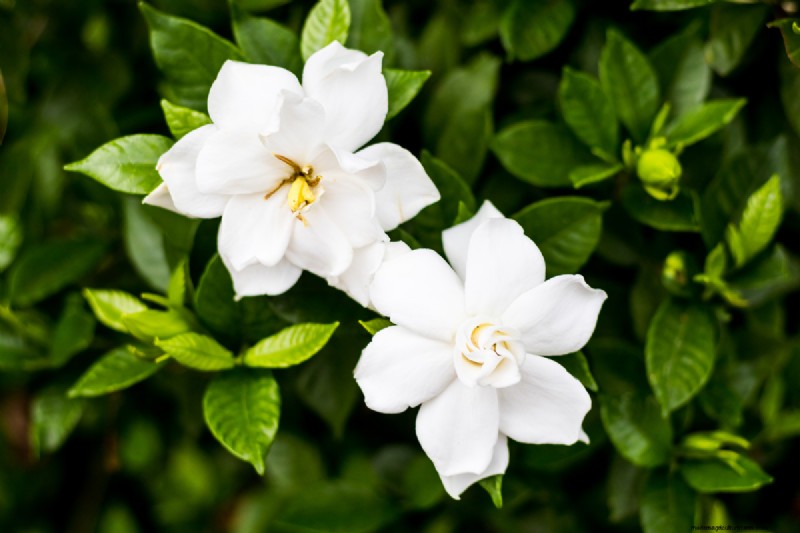 Gardenia Tree Vs. Bush: What Is The Difference?