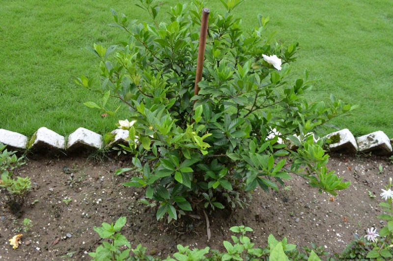 Gardenia Tree Vs. Bush: What Is The Difference?