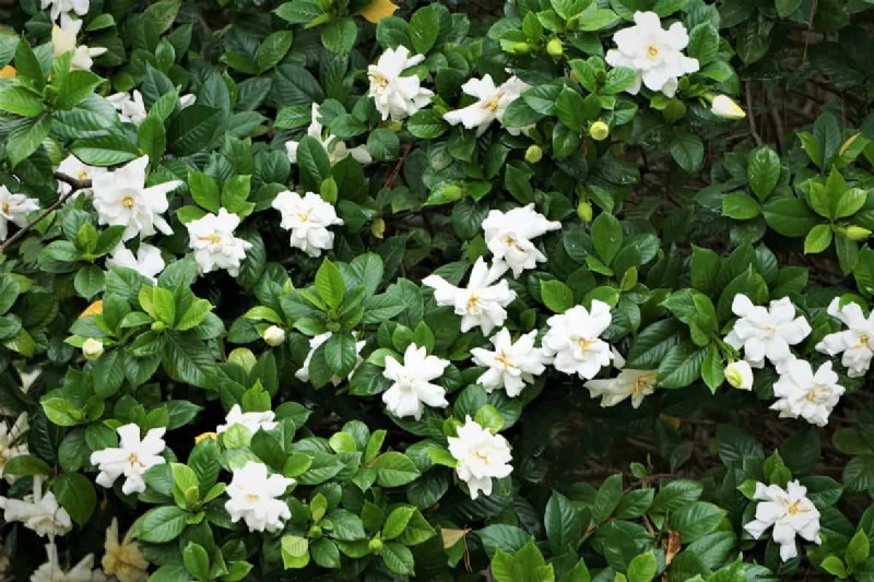 Gardenia Tree Vs. Bush: What Is The Difference?