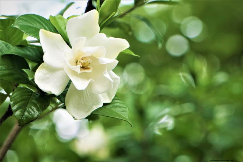 Gardenia Tree Vs. Bush: What Is The Difference?