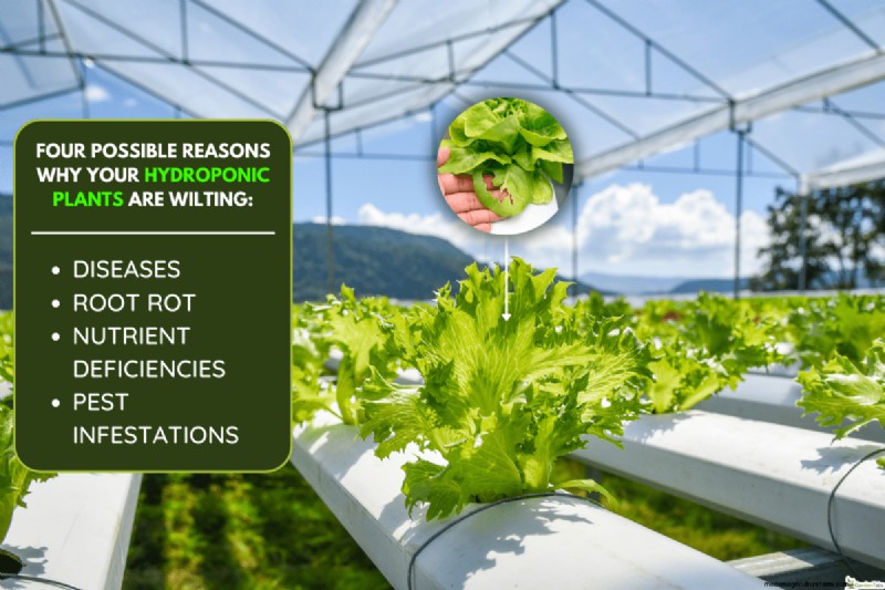 Why Are My Hydroponic Plants Wilting? How Can I Fix It?