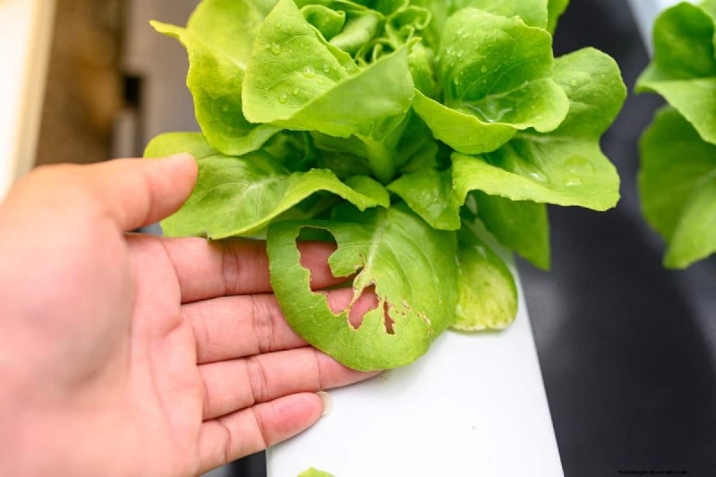 Why Are My Hydroponic Plants Wilting? How Can I Fix It?