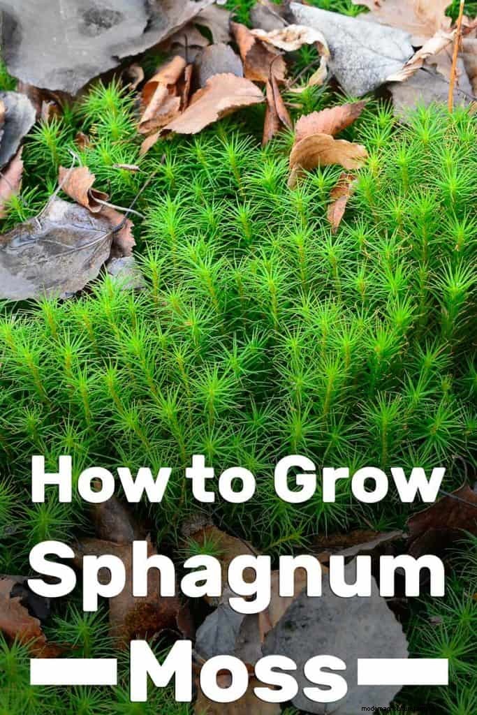 How To Grow Sphagnum Moss
