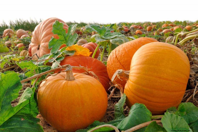 How Long Does It Take To Grow A Pumpkin?