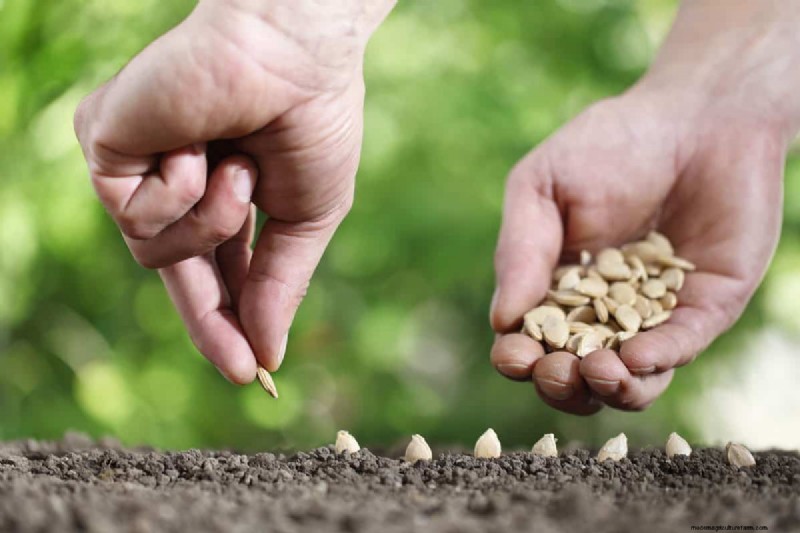 How Long Does It Take To Grow A Pumpkin?