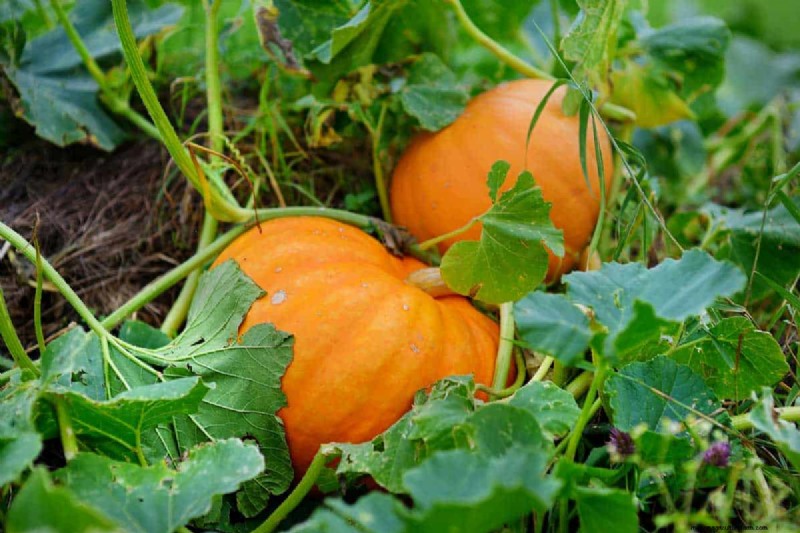 How Long Does It Take To Grow A Pumpkin?