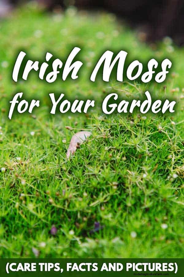 Irish Moss For Your Garden (Care Tips, Facts and Pictures)
