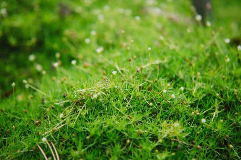 Irish Moss For Your Garden (Care Tips, Facts and Pictures)