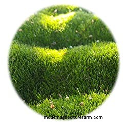 Irish Moss For Your Garden (Care Tips, Facts and Pictures)